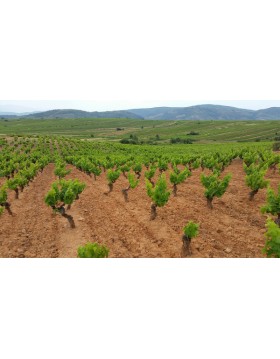 Alte Reben Mencia Bierzo Peique
