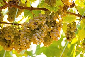 Rebsorte Albariño
