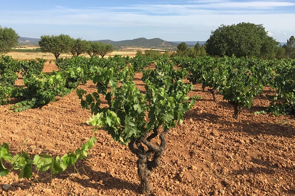 Weinanbaugebiete in Spanien: Hochlage in Manchuela