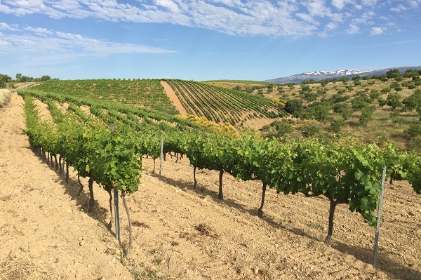 Tempranillo-Weinberg in Andalusien