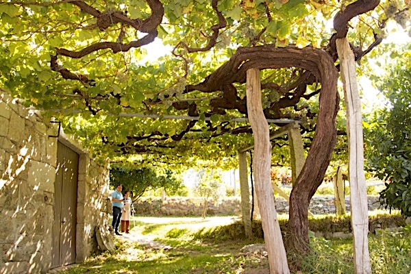 Weinanbaugebiete in Spanien. Albariño-Rebe in Rías Baixas