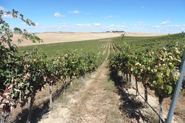 Verdejo-Weinlage in Rueda