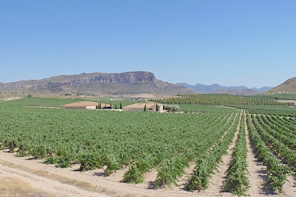 Weinanbaugebiete in Spanien. In der DO Jumilla