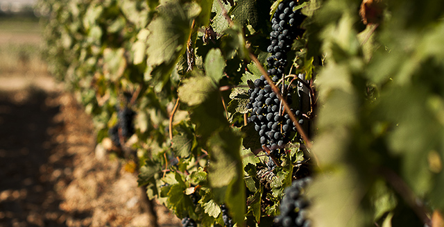 Tempranillo Rebsorten aus Spanien
