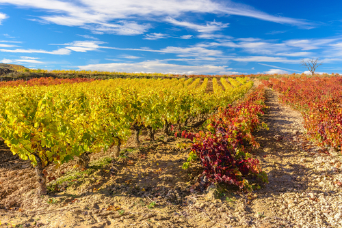 Rioja Wein