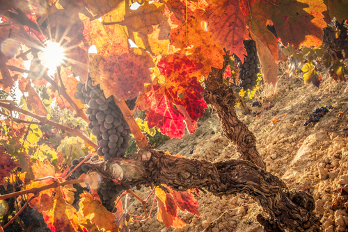 La Rioja Rebsorten
