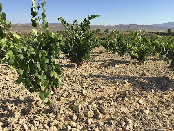 Monastrell-Reben in der D.O. Jumilla, Murcia