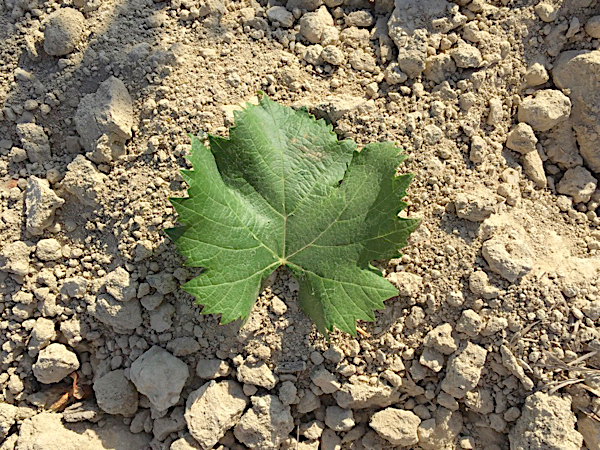 Blatt der Monastrell auf einem für Jumilla typischem Kalksandboden