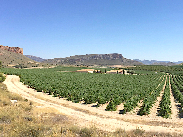 Weinlandschaft in Jumilla. Hier bei Bodega El Nido