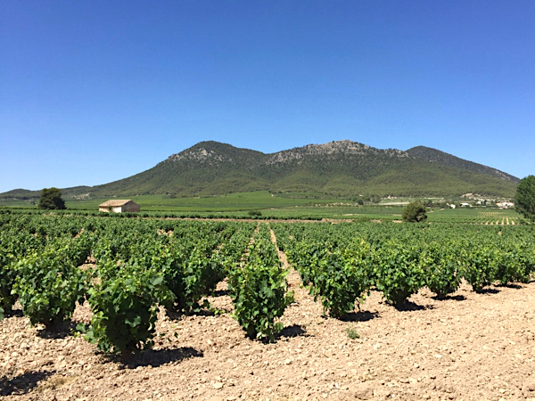 Weinlagen in der DO Bullas
