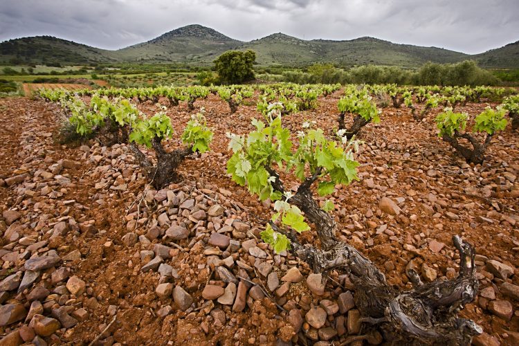 Campo de Borja - Bodegas Aragonesas