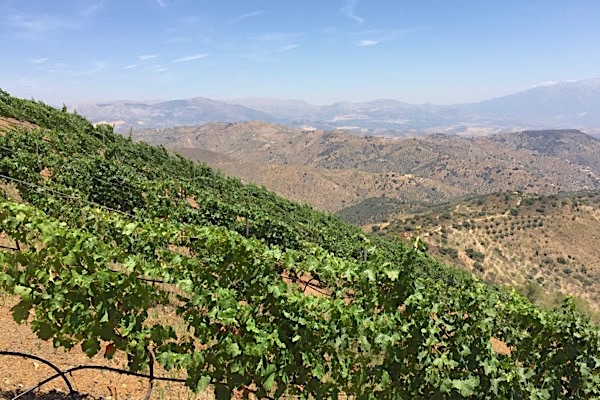 Cabernet-Sauvignon-Weinberg in Málaga