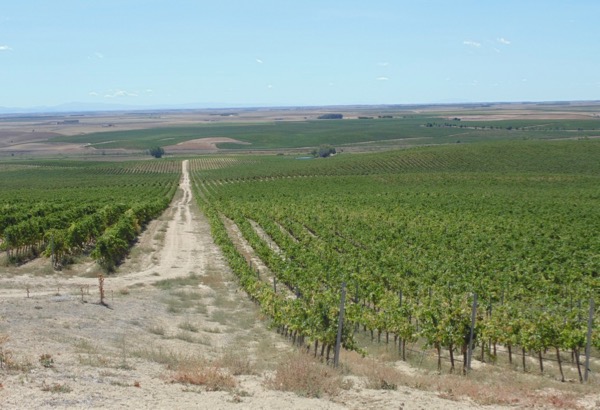 In einem Verdejo-Weinberg in Rueda, Spanien