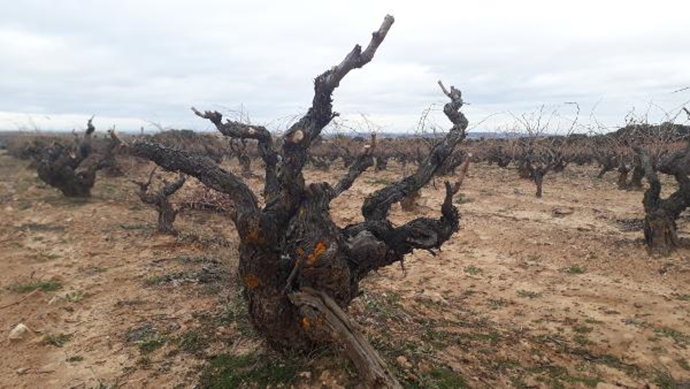 Tempranillo-Rebstöcke von Ribera del Duero, Spanien