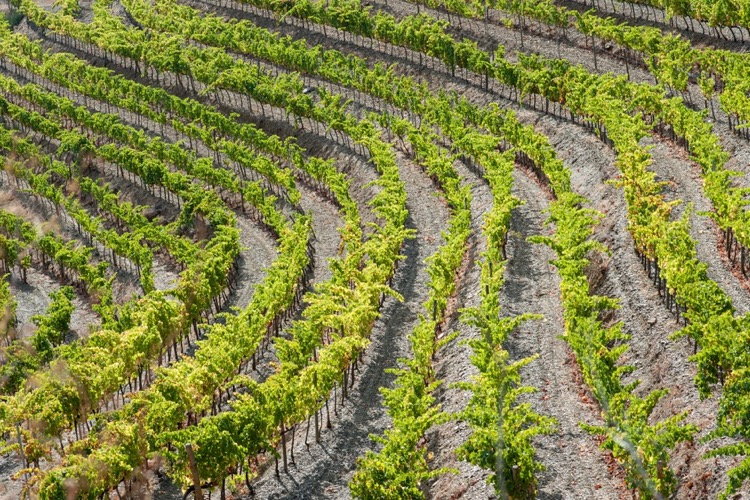 Carinena im Priorat