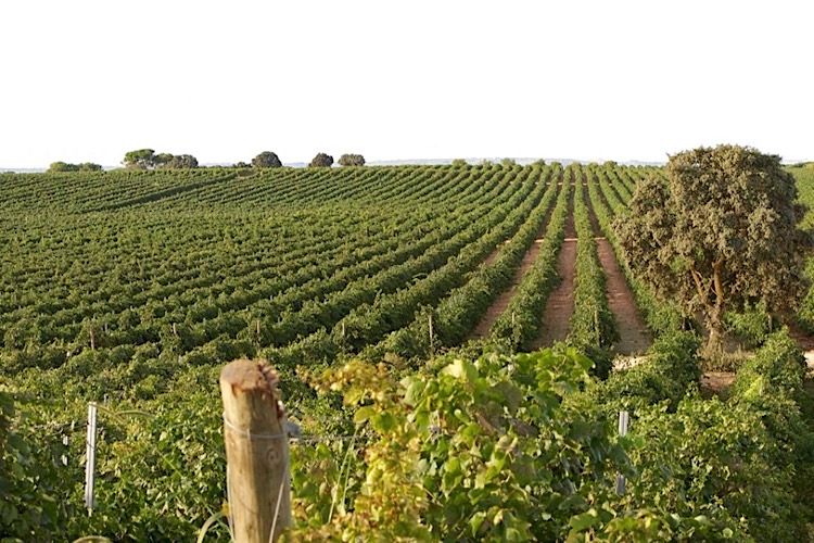 Illana-Bobal-Weinberg