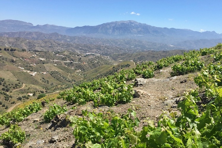 Hochlage in Málaga, mediterranes Klima in Spanien