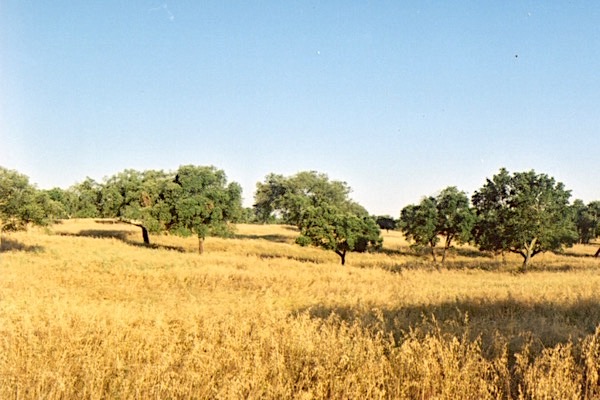 Montado Portugal