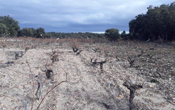 Terroir in Ribera del Duero, Dominio de Atauta