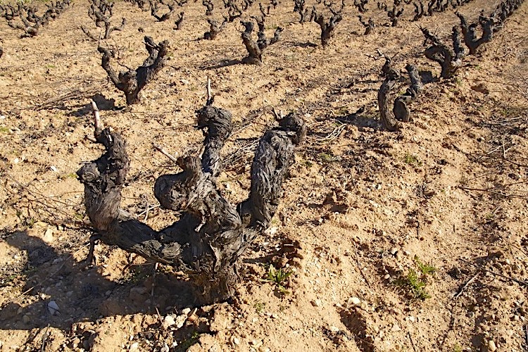 Alte Reben bei Bodegas Lambuena, Ribera del Duero