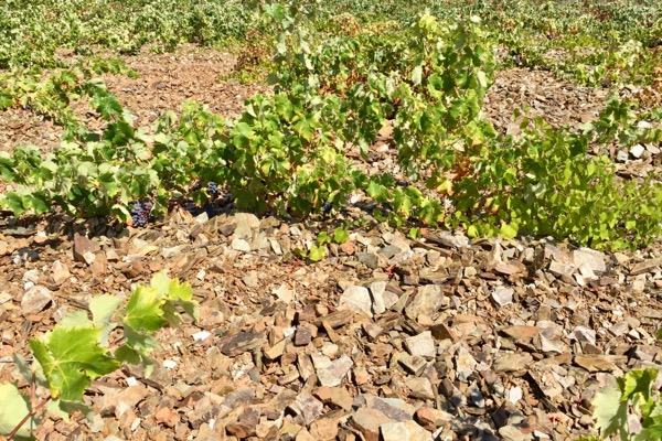 Schieferböden in Málaga. Mehr Mineralität im Wein?