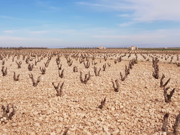 Weinberg Bodegas Tempore, Bajo Aragón