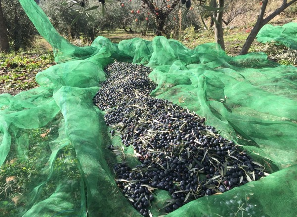 Olivenernte in den Bergen von Granada