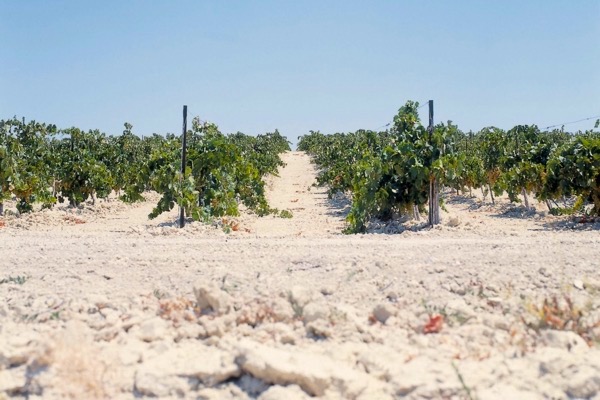 Albariza Boden in Jerez