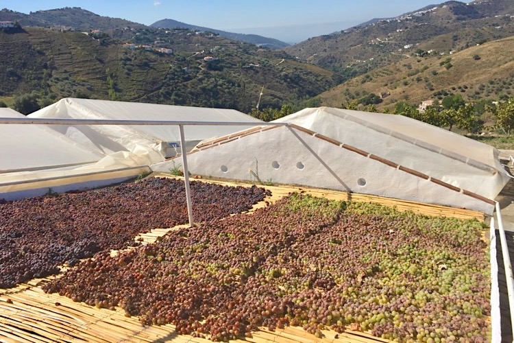 Süßweine Andalusien