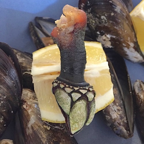 Percebes, eine Spezialität in Galicien