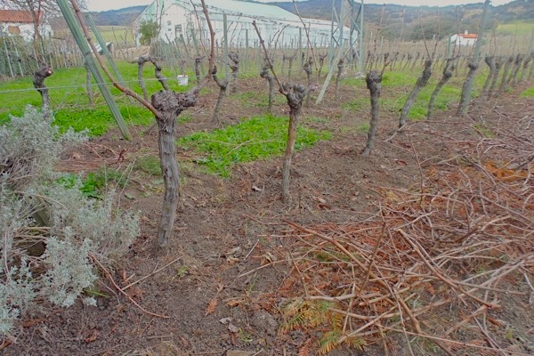 Rebschnitt im Weinberg