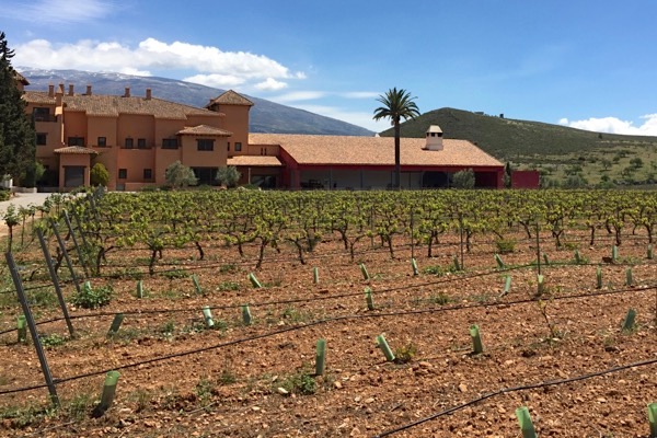 Weinberg in Granada, Andalusien