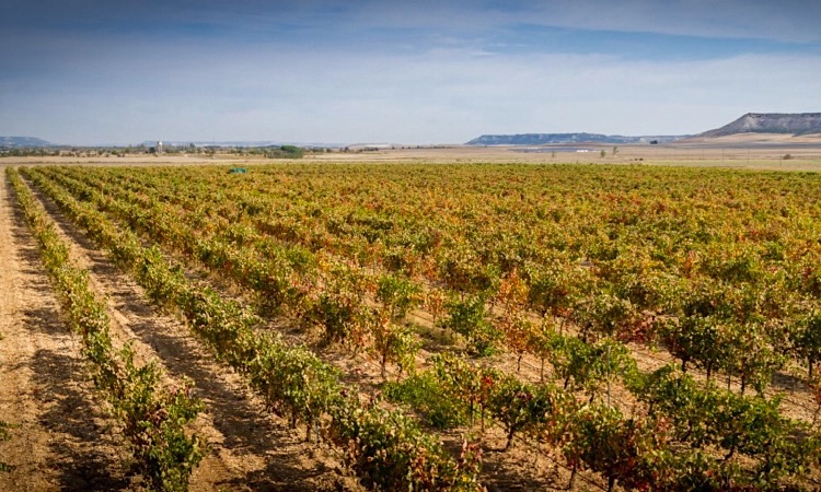 Weinberg von Bodegas Concejo