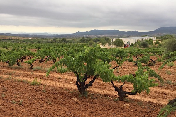 Weinberg mit alten Reben bei Herència Altés