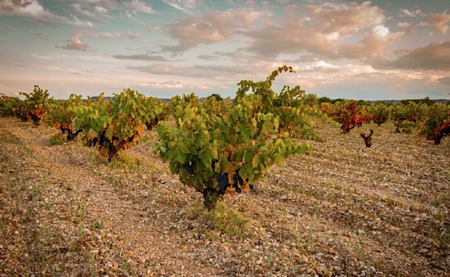 Weinberg mit alten Buschreben