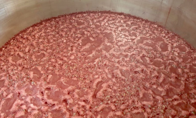 Hefen, Gärung, Wein