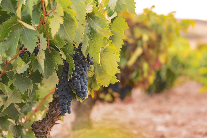Tinta de Toro, Tempranillo
