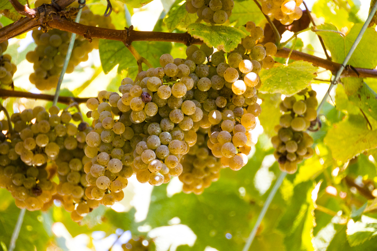 Albariño-Traube bei Bodega Anadigna
