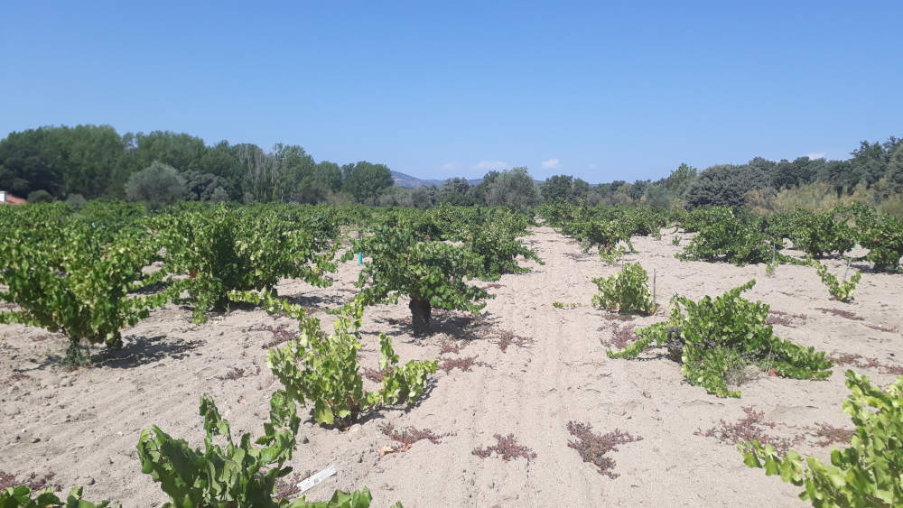 Weinberg in der D.O. Méntrida - Garnacha Negra auf Granitsandboden