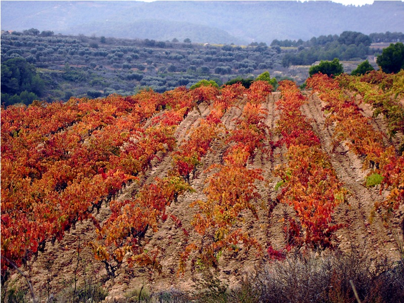 Weinberge von der Agrícola St. Josp in der D.O. Terra Alta