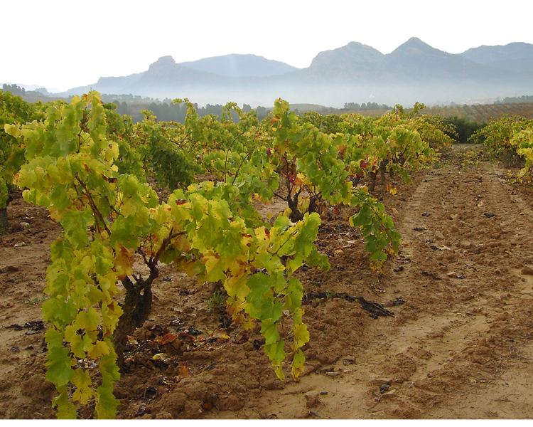 Weinberg in Terra Alta der Agricola Sant Josep