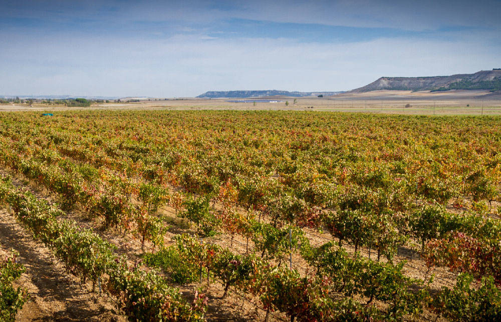 Bodegas Concejo Weinberg