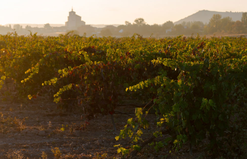 Weinberge Bodegas Concejo