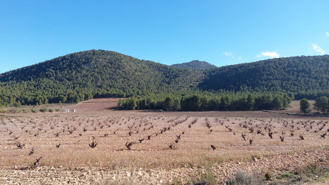 Weinberg Bodegas Hydria