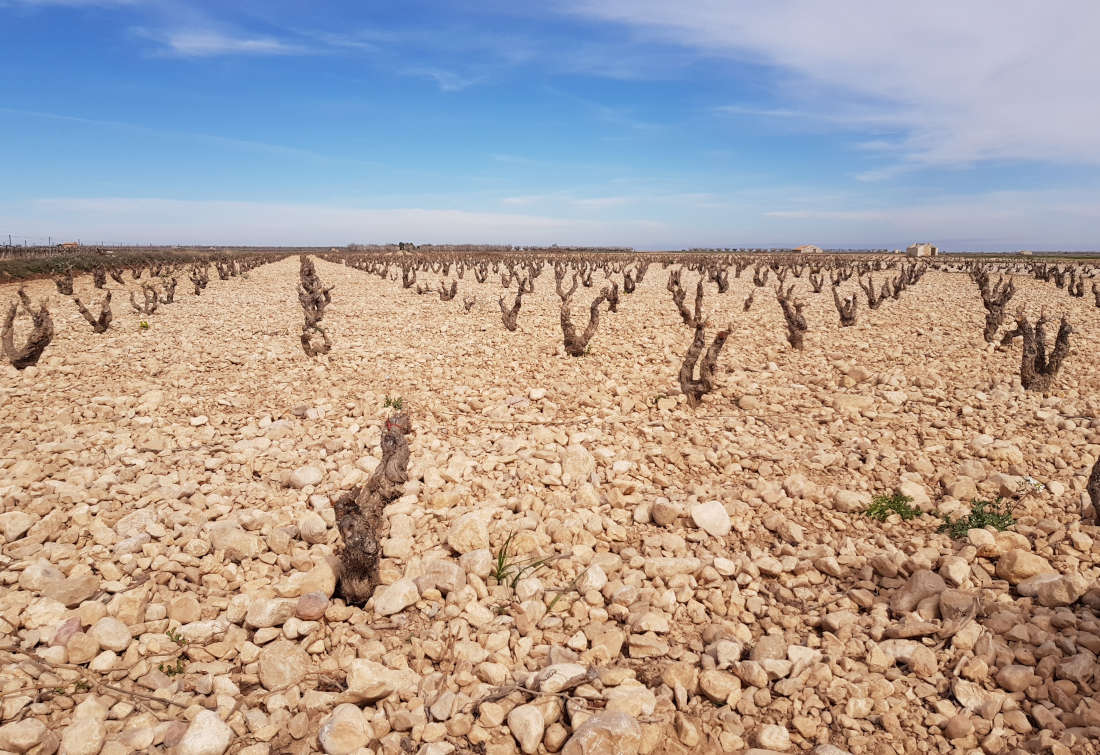 Rebstöcke und Weinberg von Bodegas Tempore