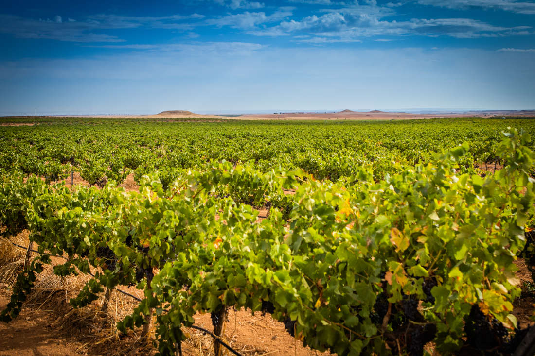 Weinberge Bajo Aragon Bodegas Tempore