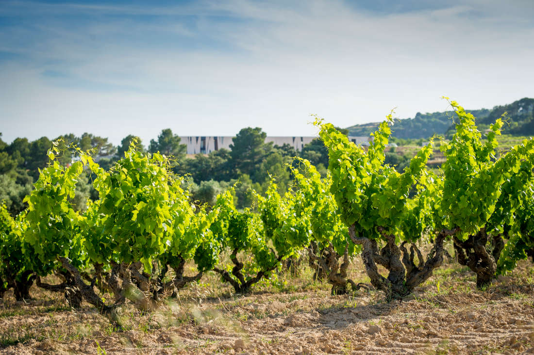 Weinberg Herència Altés - alte Reben D.O. Terra Alta