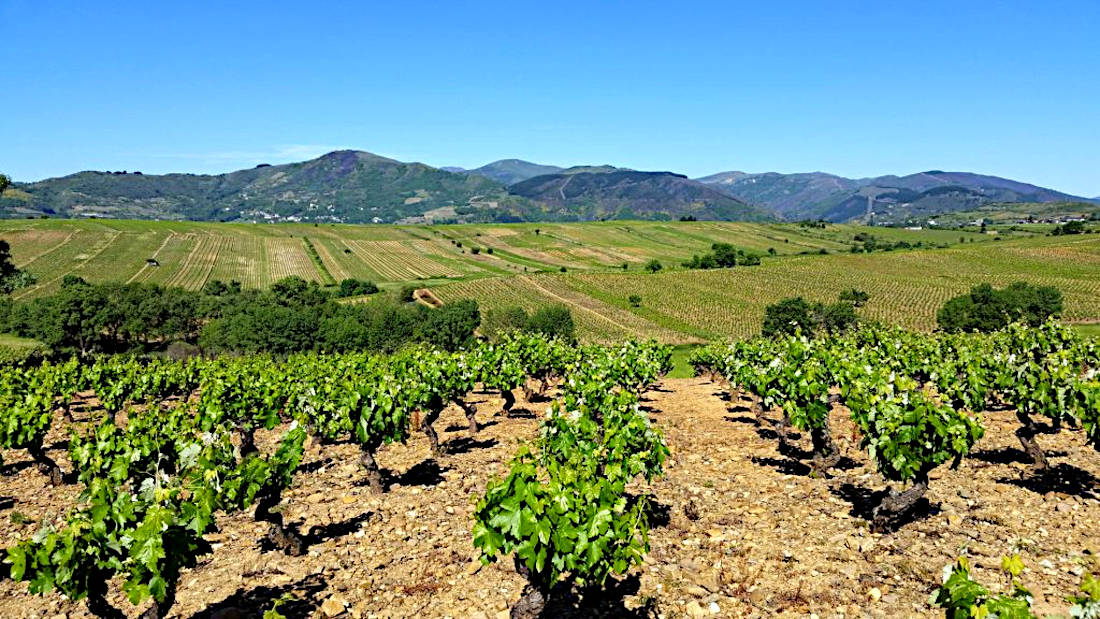 D.O. Bierzo Bodegas Peique