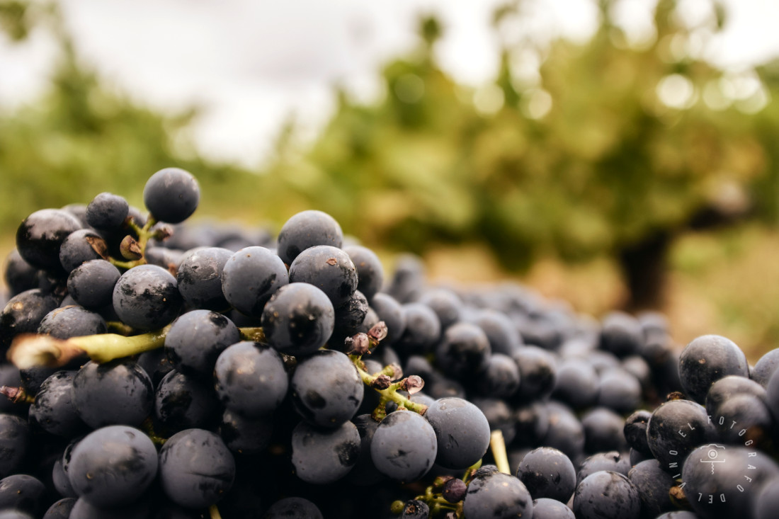 Mencia Trauben Bodegas Peique