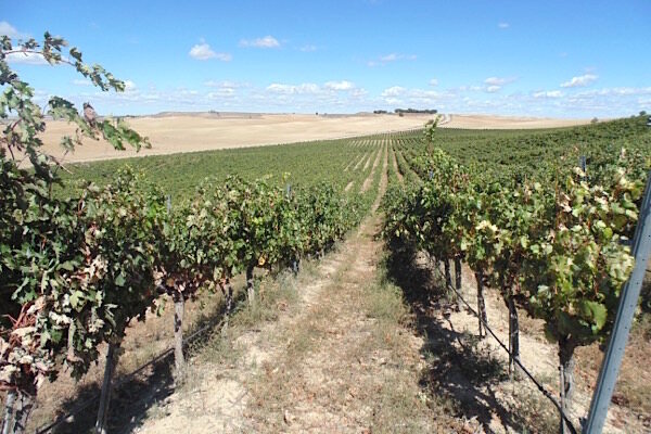 Weinlage in Rueda